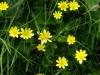 Lesser Celandine