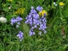 English Bluebell