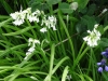 White Bluebell (albino)