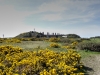 Furze