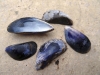 mussel