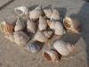 whelk