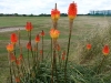 Red Hot Poker