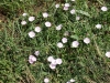 Lesser Bindweed