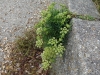 Rock Samphire