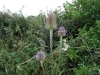 Teasel